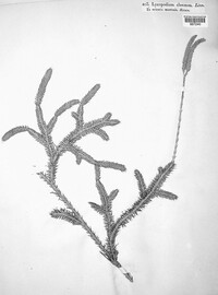Lycopodium clavatum image